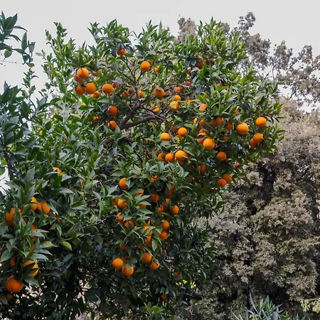 L'appoggio